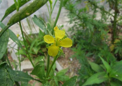 白芥原生態